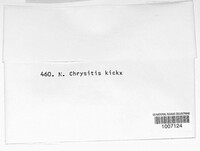 Nectriella chrysites image